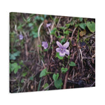 Stretched Matte Canvas - Flower of Viola Silvestre