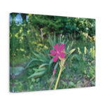 Stretched Matte Canvas - Flower of Silene Dioica (Variant 2)