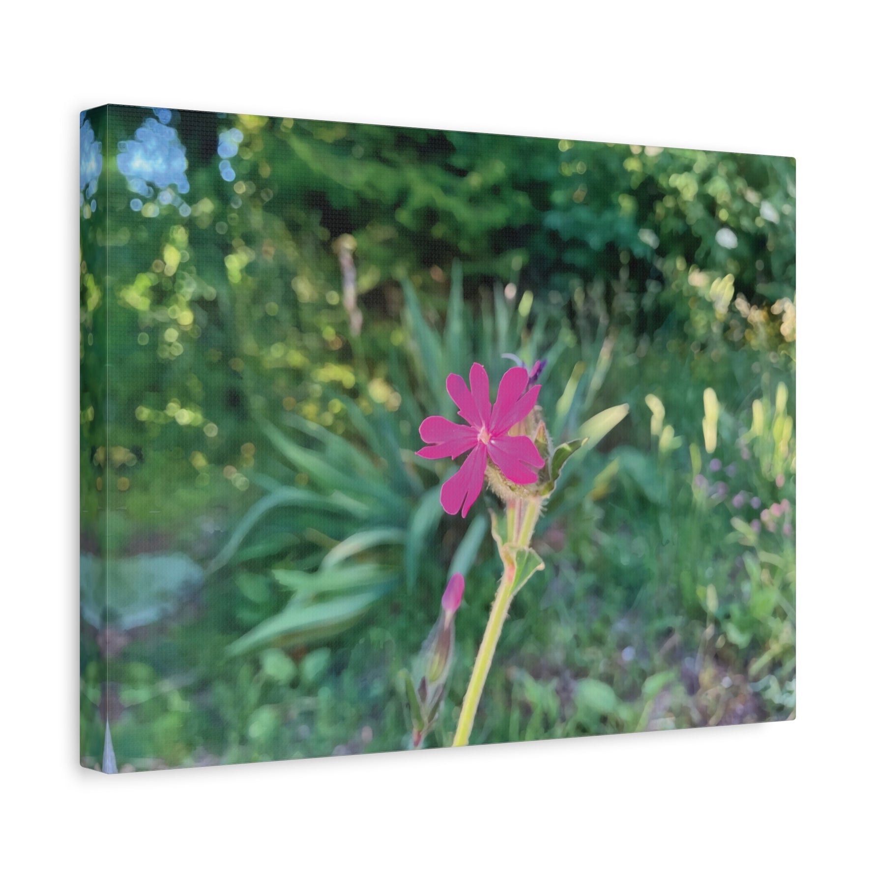 Stretched Matte Canvas - Flower of Silene Dioica (Variant 2)