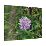 Stretched Matte Canvas - Flower of Knautia Integrifolia (Ambretta annuale)