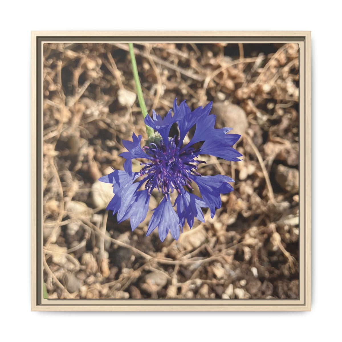 Cornflower (Centaurea cyanus) | Framed Canvas