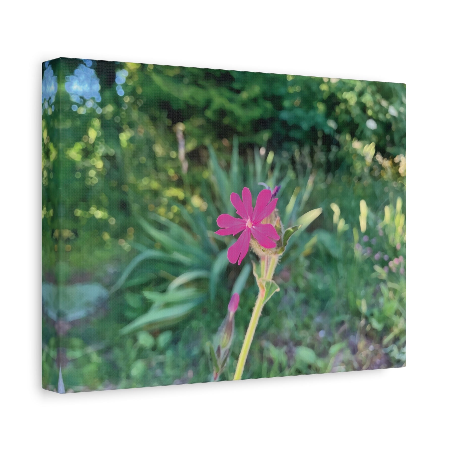 Stretched Matte Canvas - Flower of Silene Dioica (Variant 2)