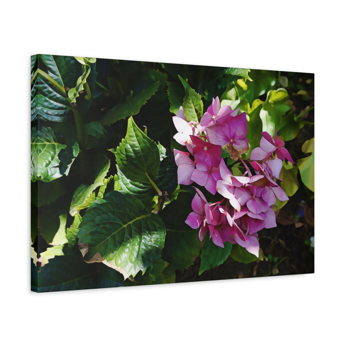 Stretched Matte Canvas - Flower of Ortensia/Hydrangea Macrophylla