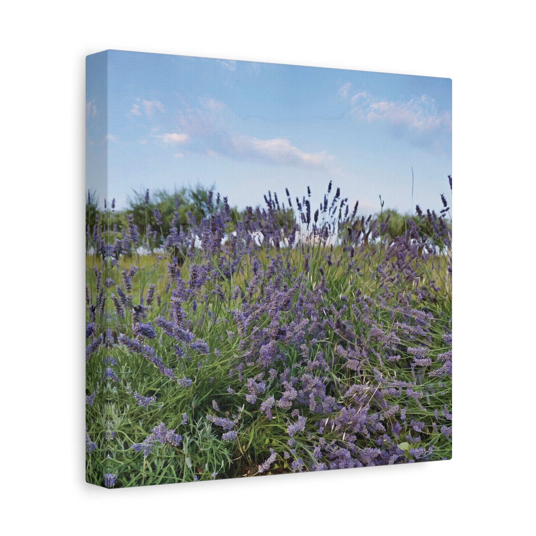 Stretched Matte Canvas - Flower of Lavender (Variant 1)