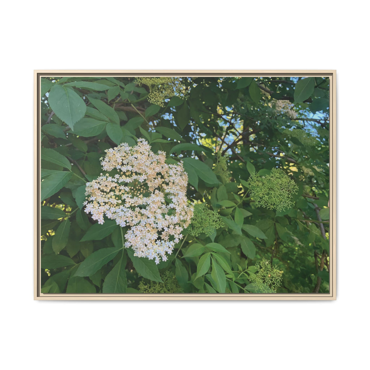 Elderberry (Sambucus) | Framed Canvas