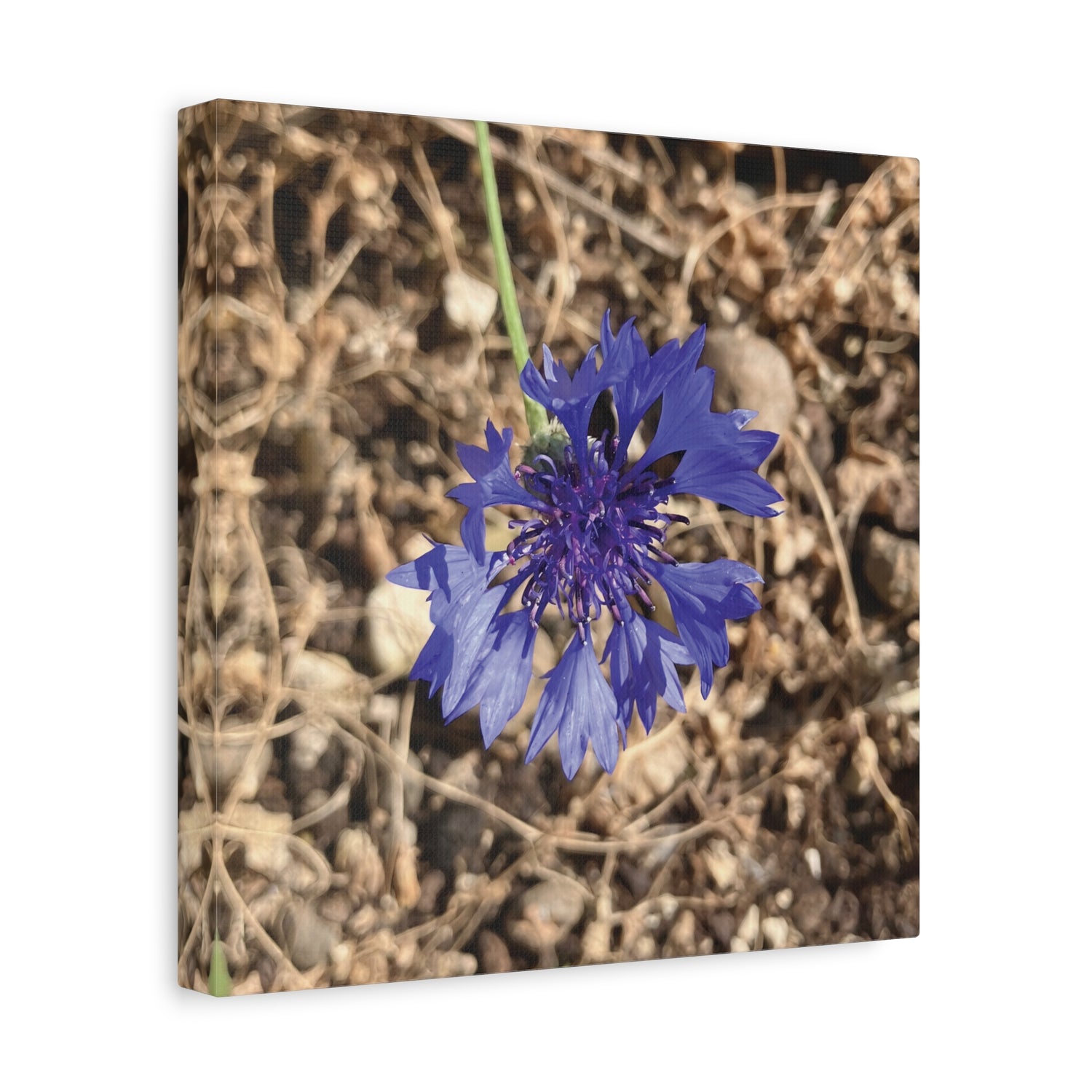 Stretched Matte Canvas - Flower of Fiordaliso (Centaurea Cyanus)