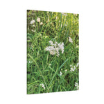 Stretched Matte Canvas - Flower of Luzula Nivea