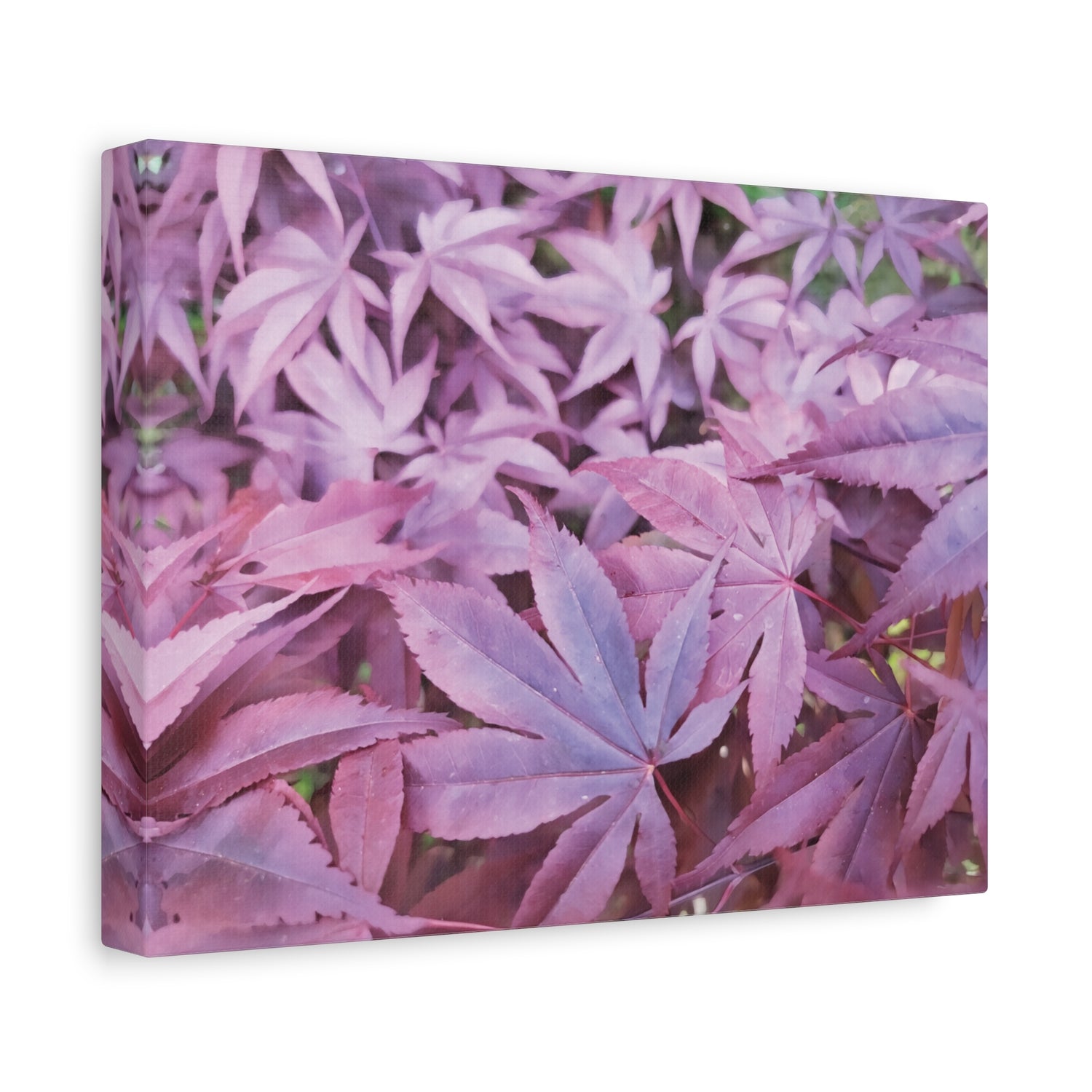 Stretched Matte Canvas - Acer Palmatum's Leaves