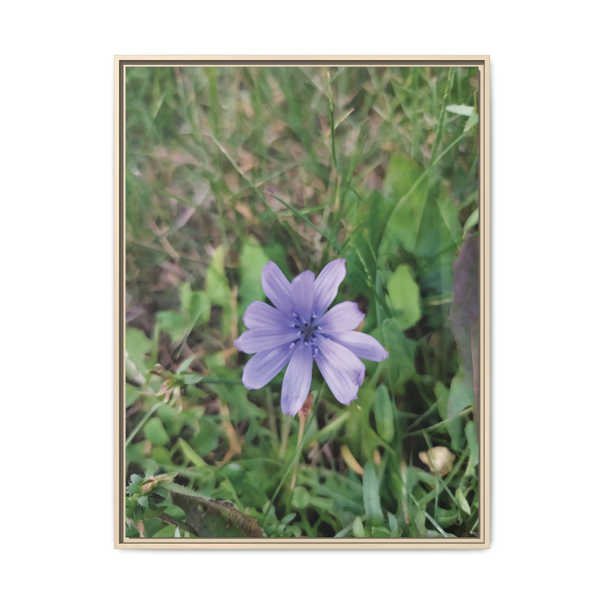 Cicoria (Cichorium intybus) | Framed Canvas
