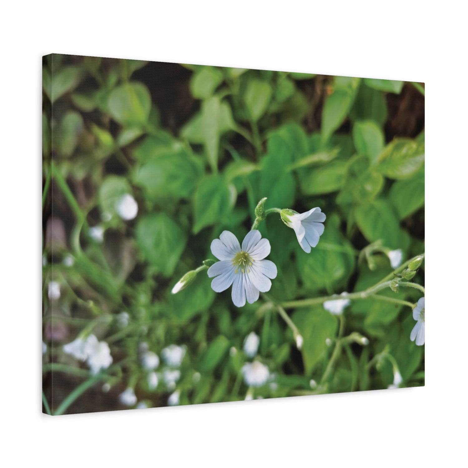 Stretched Matte Canvas - Flower of  Cerastium Arvense