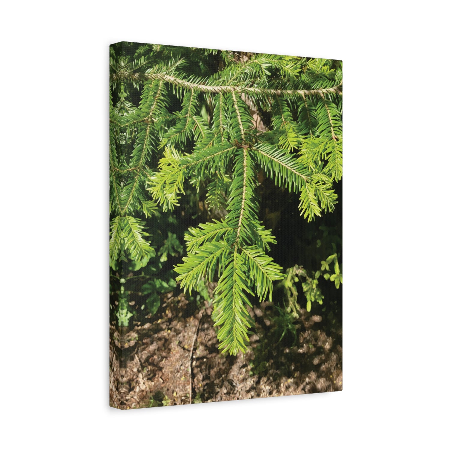 Stretched Matte Canvas - Abies Alba Tree Branches