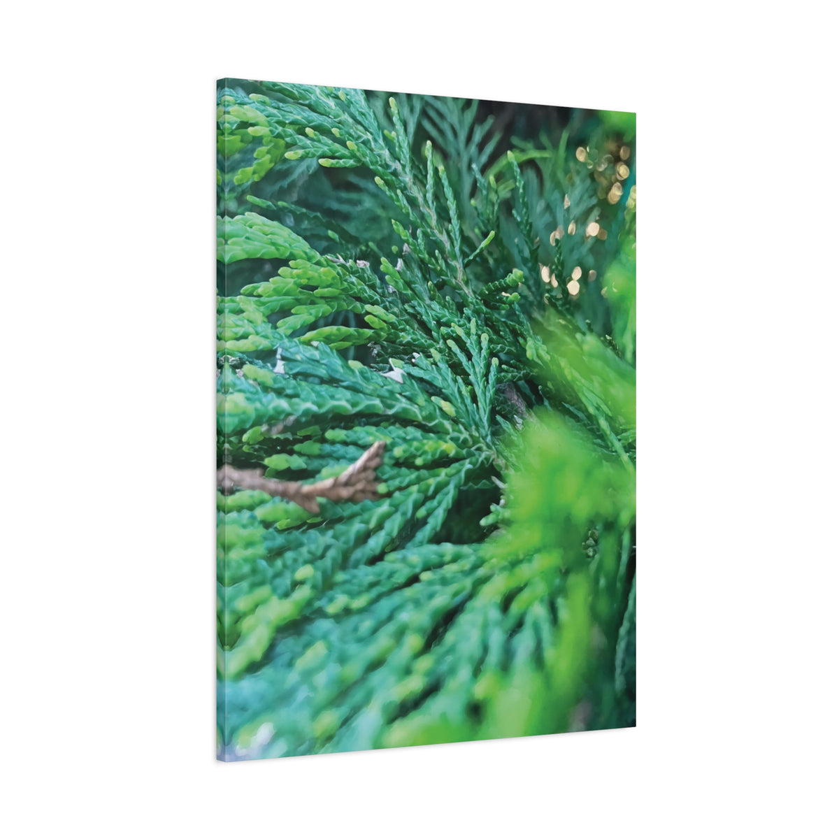 Stretched Matte Canvas - Thuja Plicata Branches