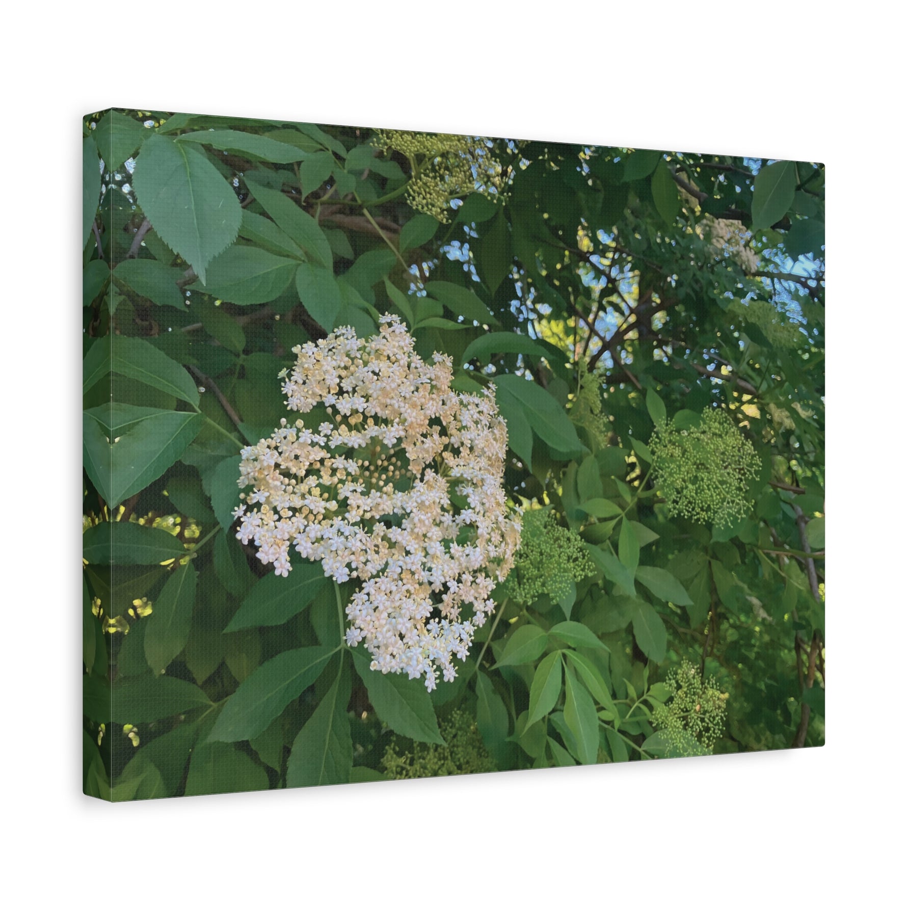 Stretched Matte Canvas - Flower of Elderberry (Sambucus)