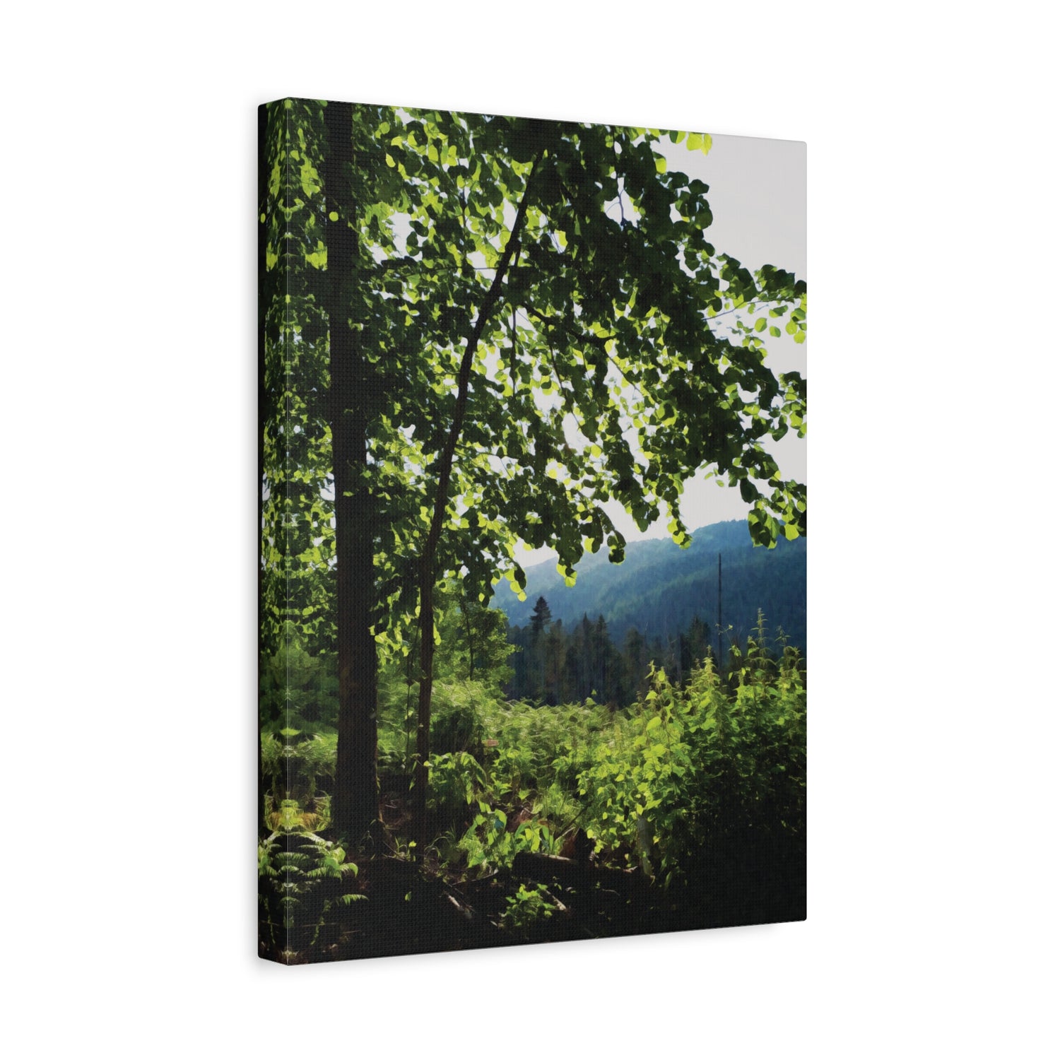 Stretched Matte Canvas - Forest