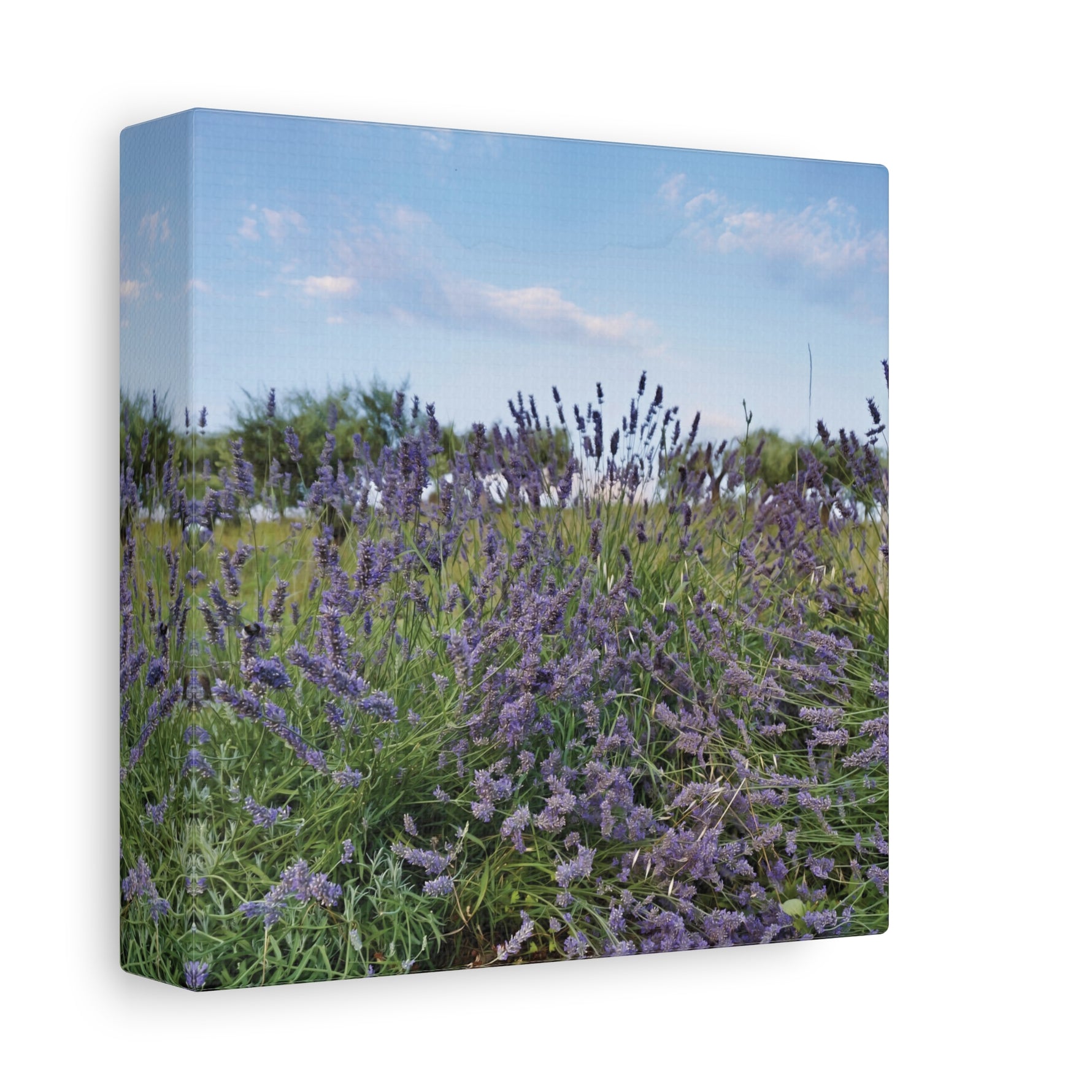 Stretched Matte Canvas - Flower of Lavender (Variant 1)