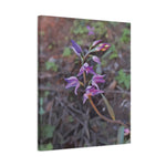 Stretched Matte Canvas - Poly Art - Flower of Cephalanthera Rubra