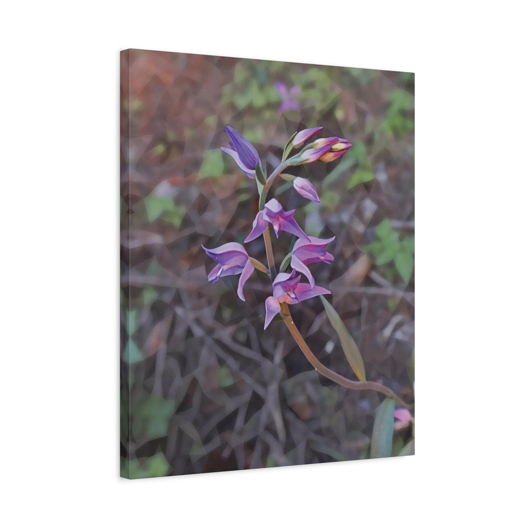 Stretched Matte Canvas - Poly Art - Flower of Cephalanthera Rubra