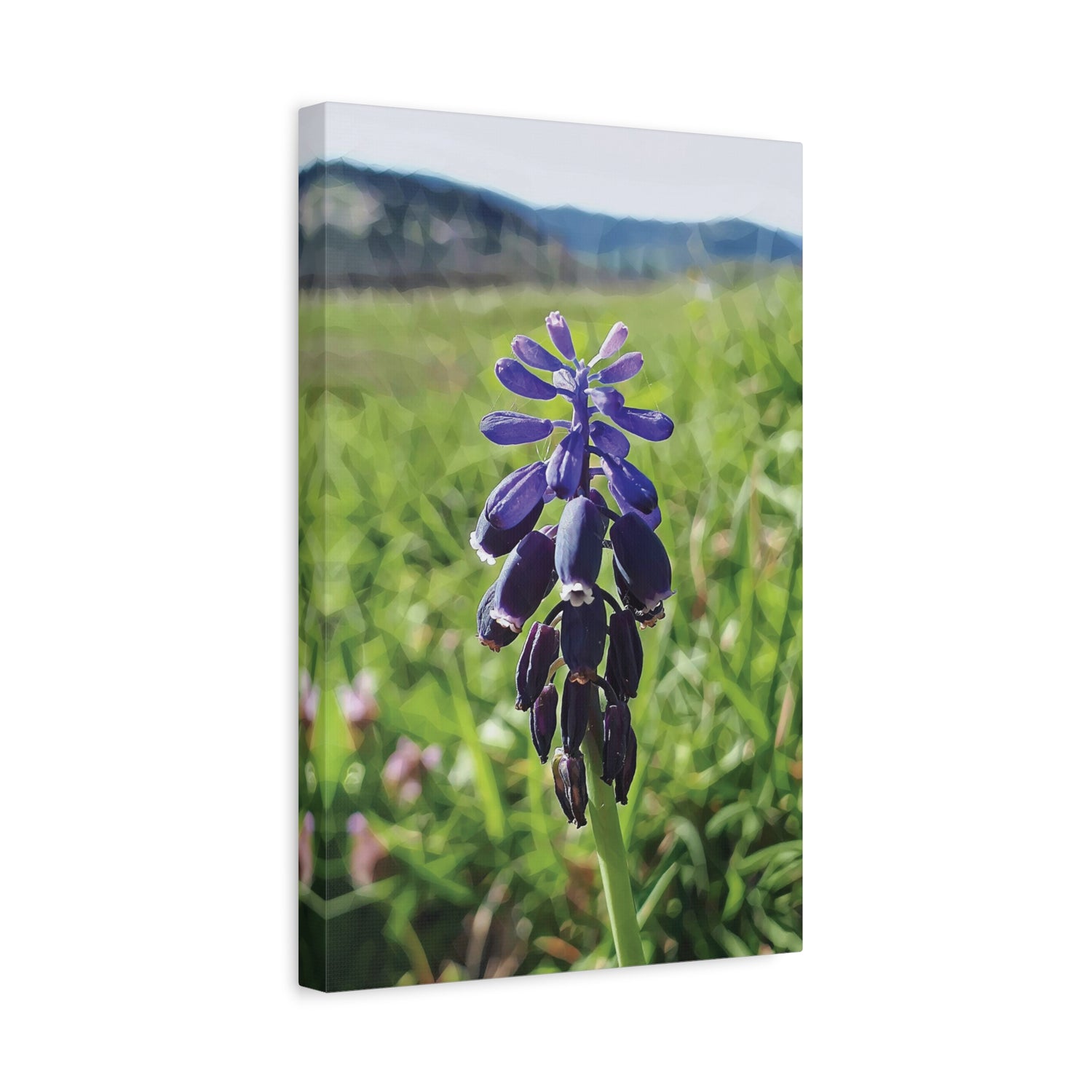 Stretched Matte Canvas - Poly Art - Flower of Muscari