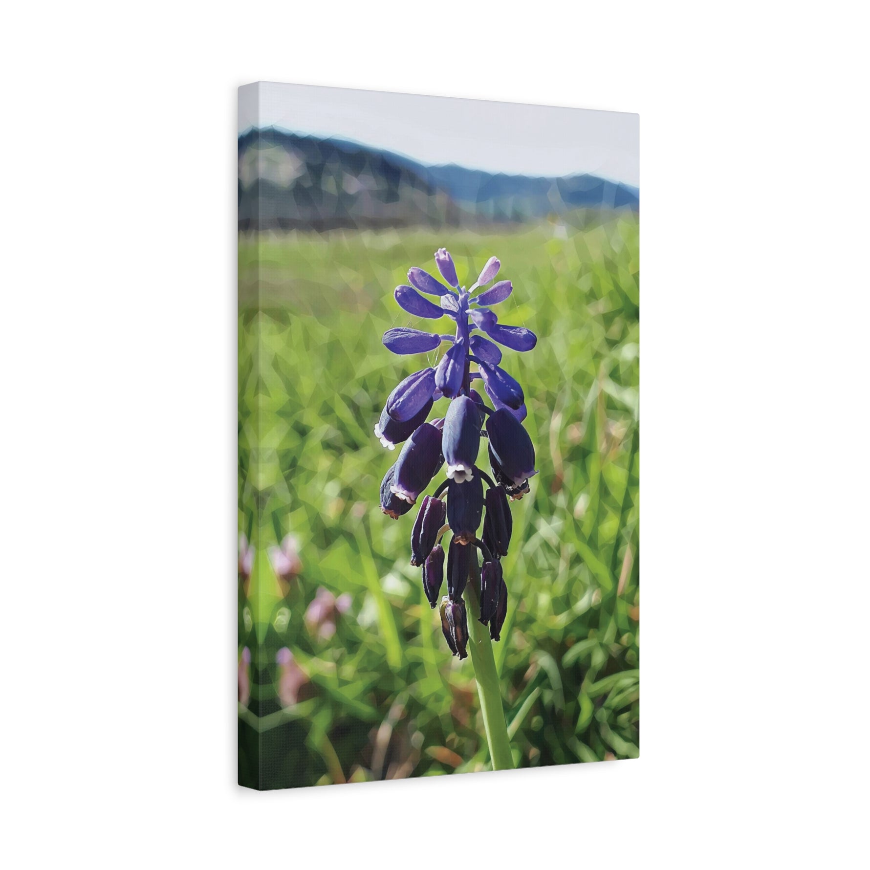Stretched Matte Canvas - Poly Art - Flower of Muscari