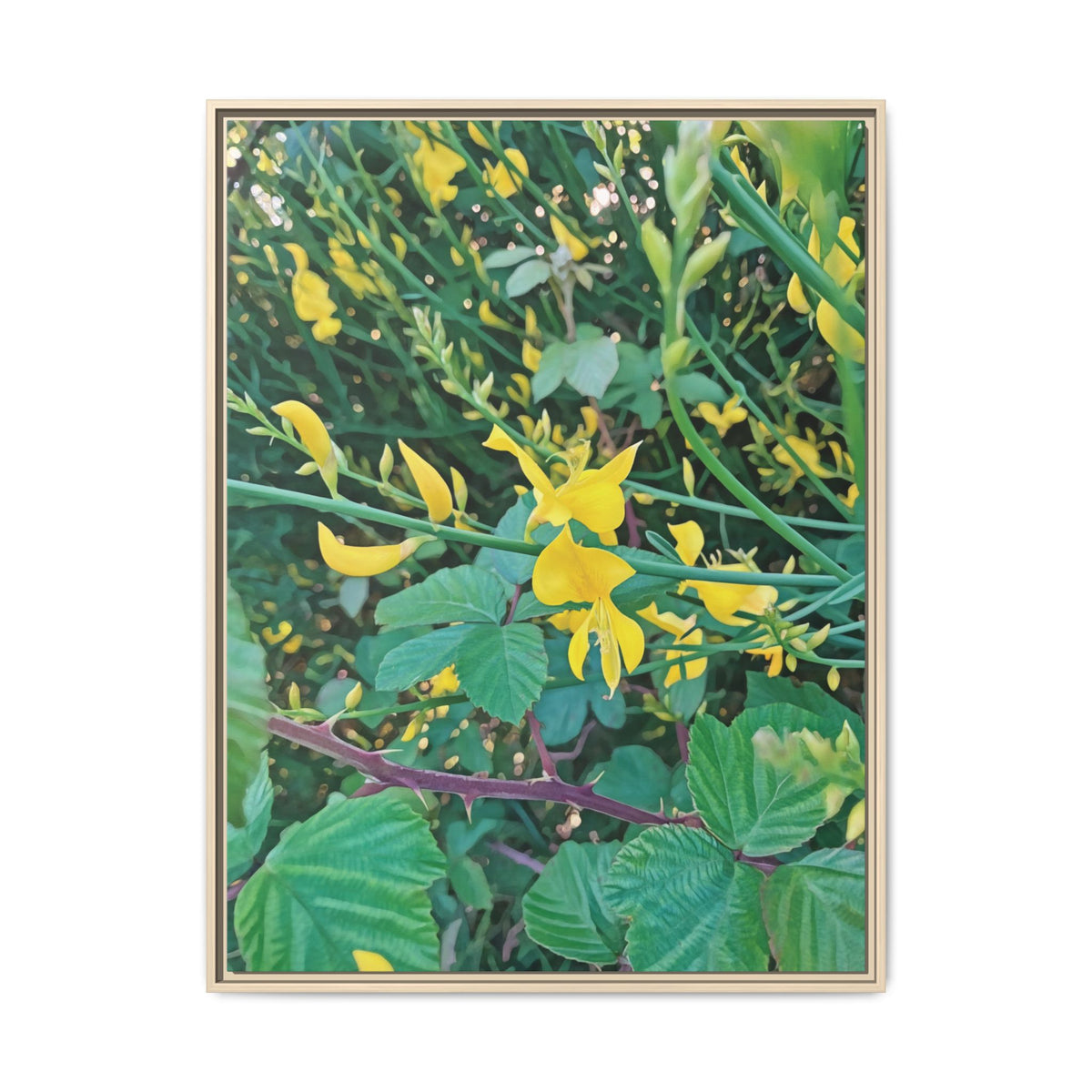 Spartium Junceum | Framed Canvas