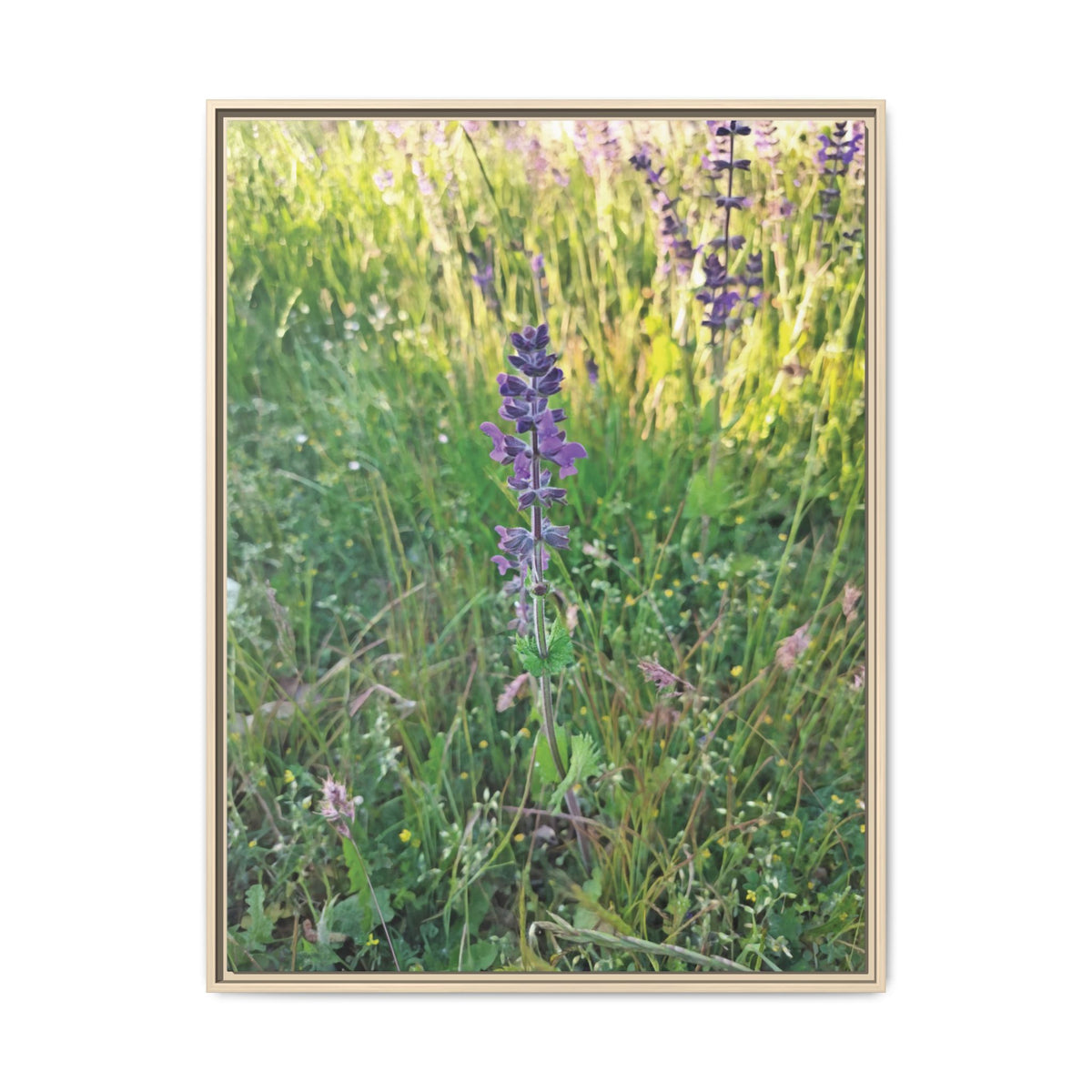 Salvia Verbenaca | Framed Canvas