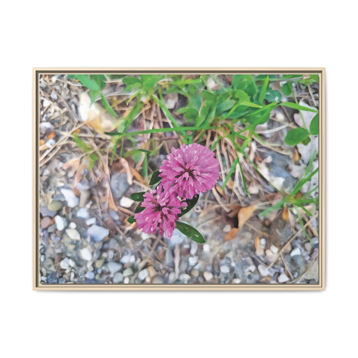 Trifolium Pratense | Framed Canvas