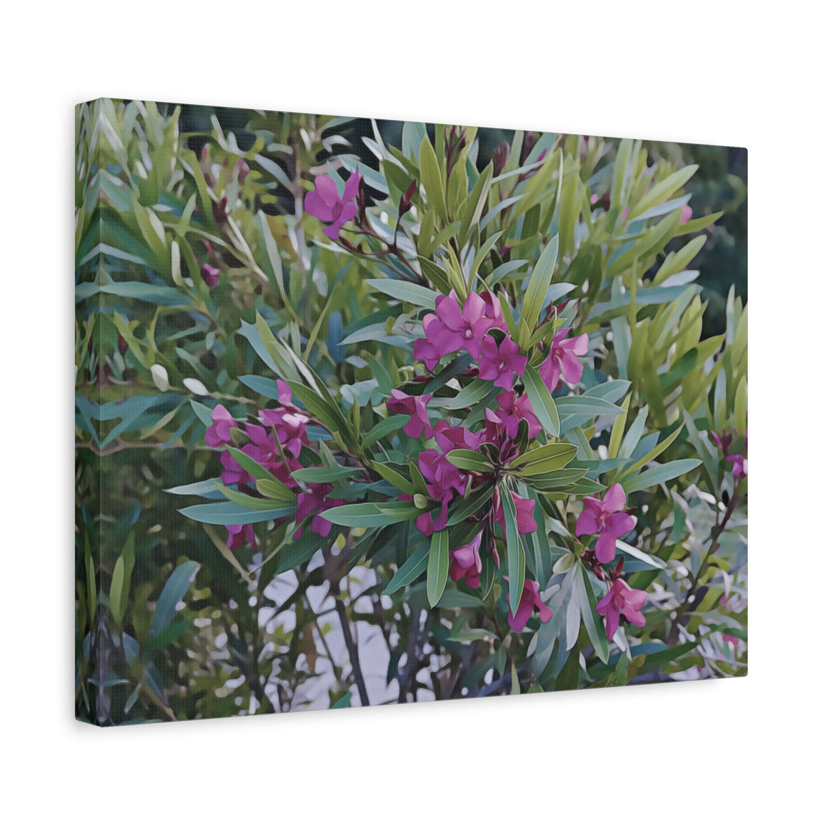 Stretched Matte Canvas - Flower of Oleander