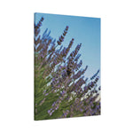 Stretched Matte Canvas - Flower of Lavender with Bombus Insect (Variant 1)