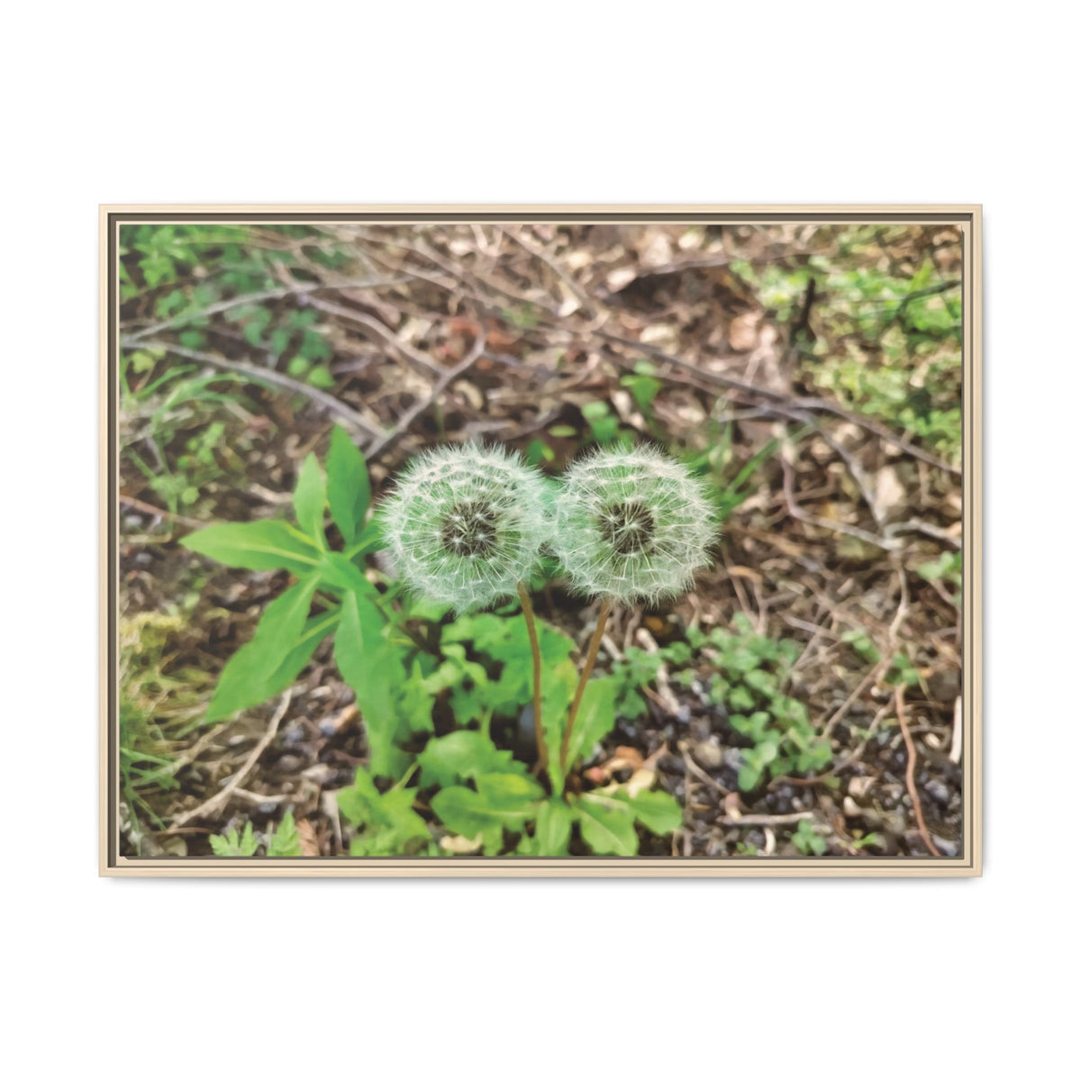 Dandelions Twins | Framed Canvas