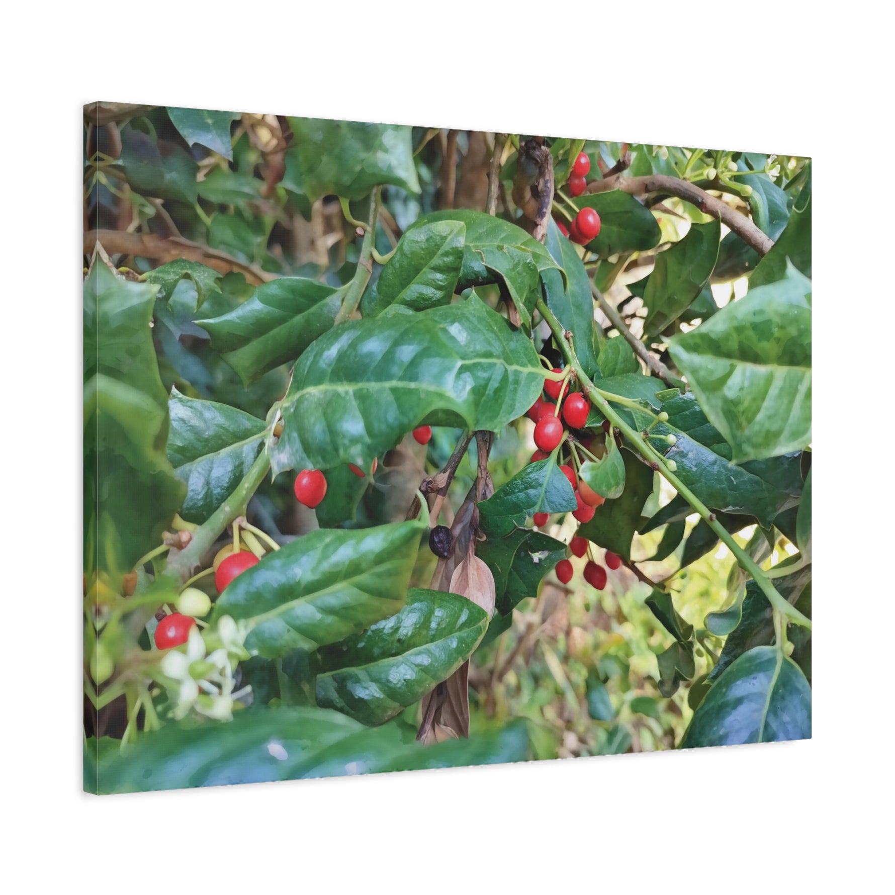 Stretched Matte Canvas - Ilex Aquifolium