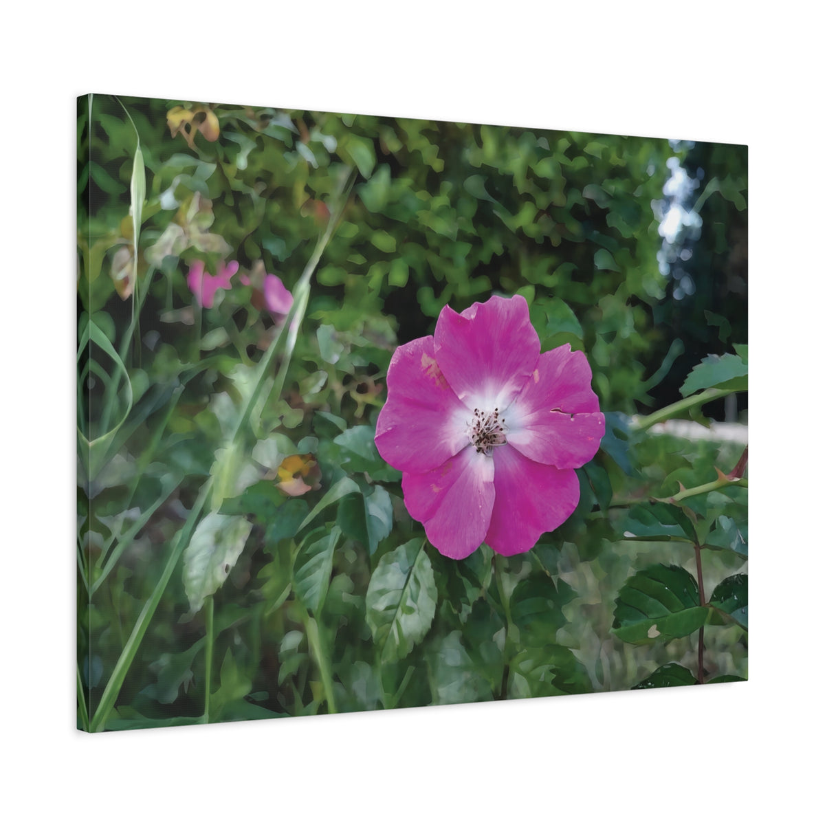 Stretched Matte Canvas - Flower of Rosa Pendulina