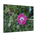 Stretched Matte Canvas - Flower of Rosa Pendulina