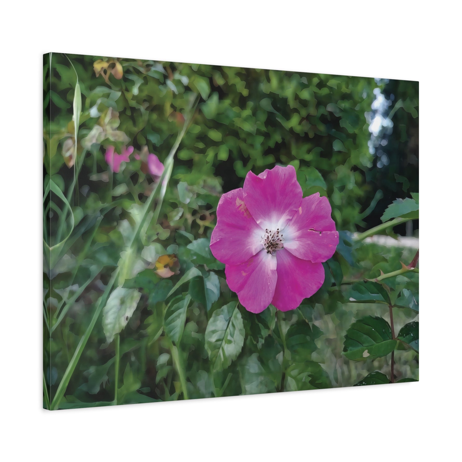 Stretched Matte Canvas - Flower of Rosa Pendulina