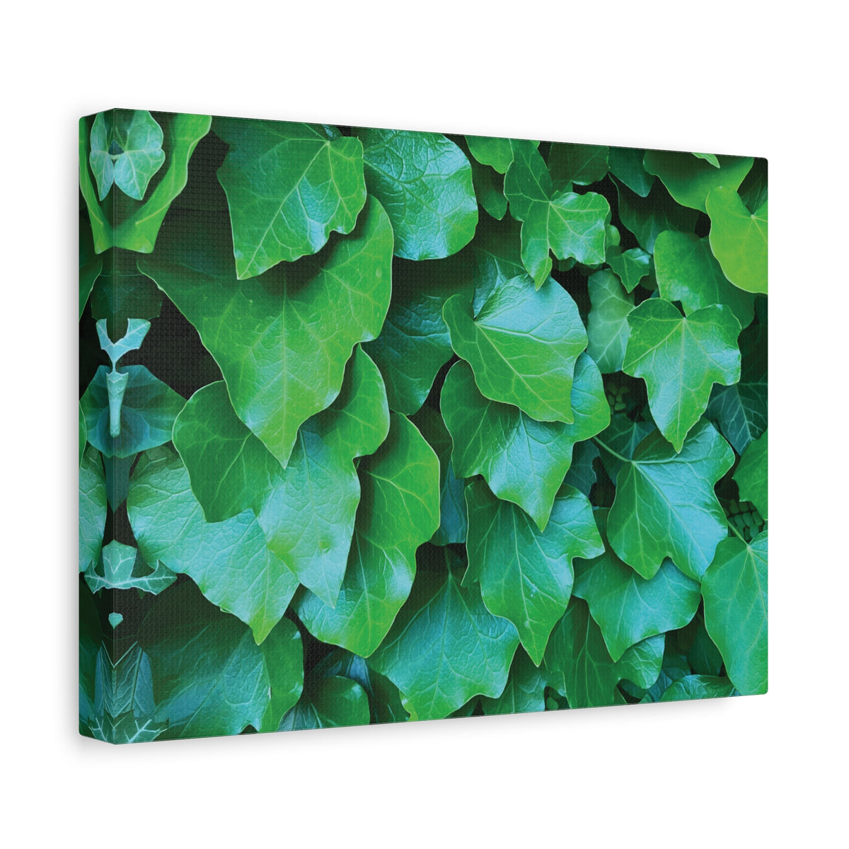 Stretched Matte Canvas - Hedera Helix Leaves