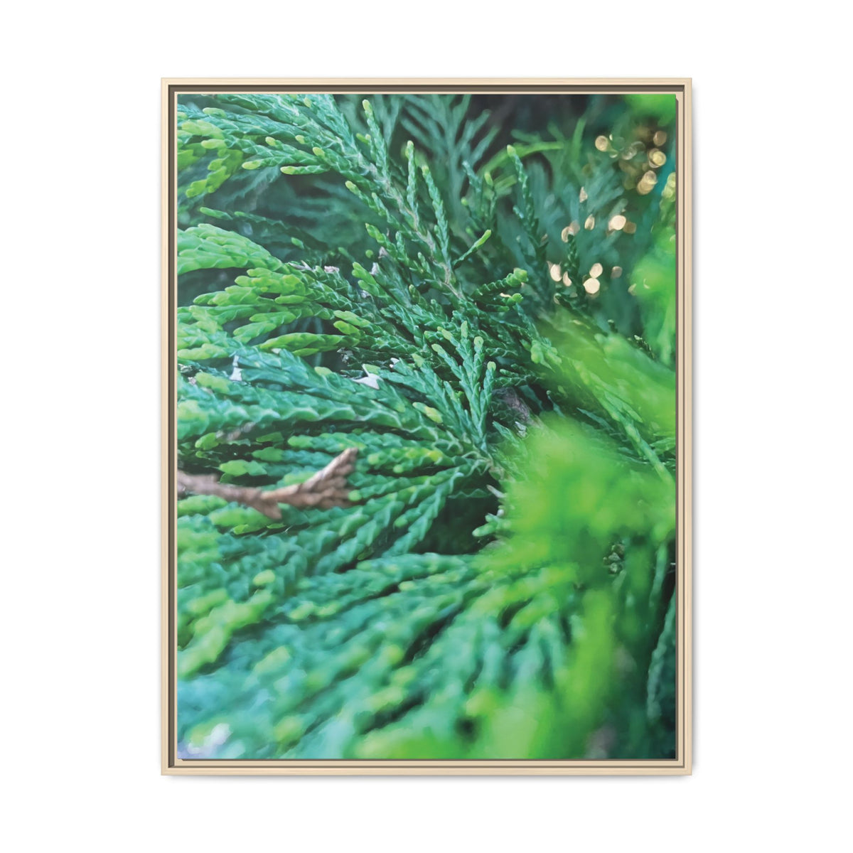 Thuja Plicata | Framed Canvas