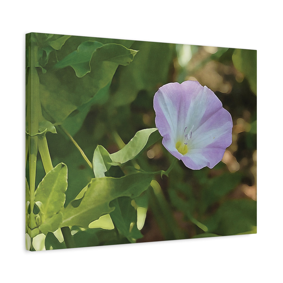 Stretched Matte Canvas - Flower of Convolvulus Arvensis/Vilucchio