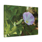 Stretched Matte Canvas - Flower of Convolvulus Arvensis/Vilucchio