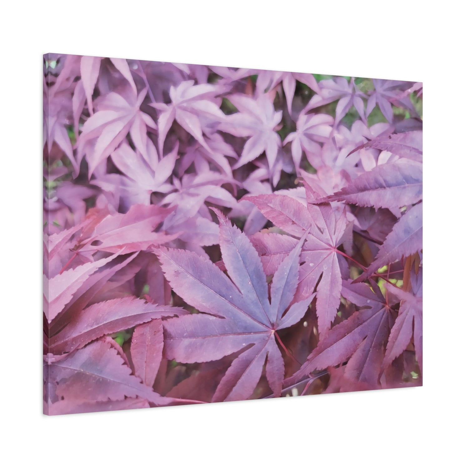Stretched Matte Canvas - Acer Palmatum's Leaves