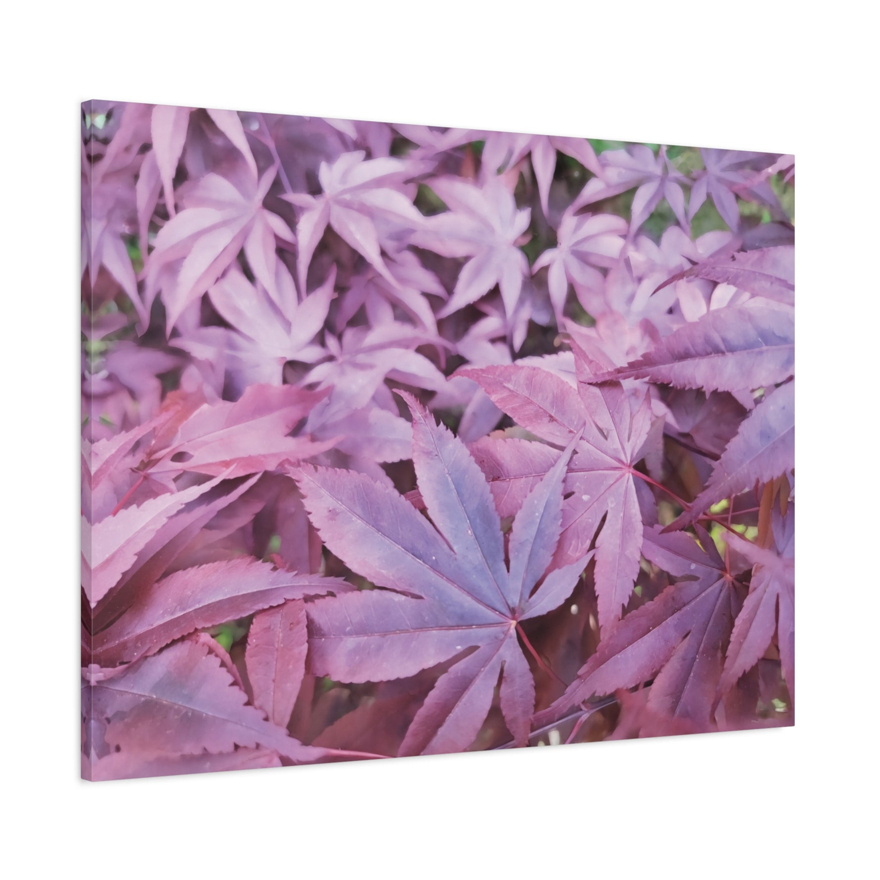 Stretched Matte Canvas - Acer Palmatum's Leaves