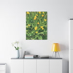 Stretched Matte Canvas - Flower of Ranunculus Acris