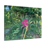 Stretched Matte Canvas - Flower of Silene Dioica (Variant 2)