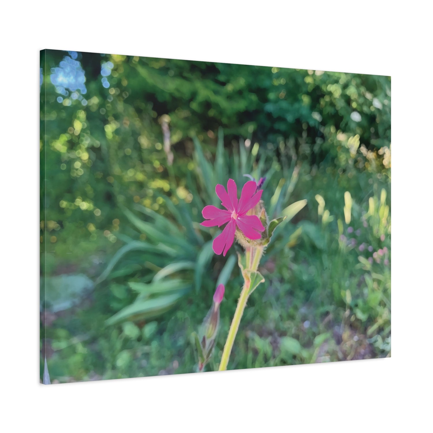 Stretched Matte Canvas - Flower of Silene Dioica (Variant 2)