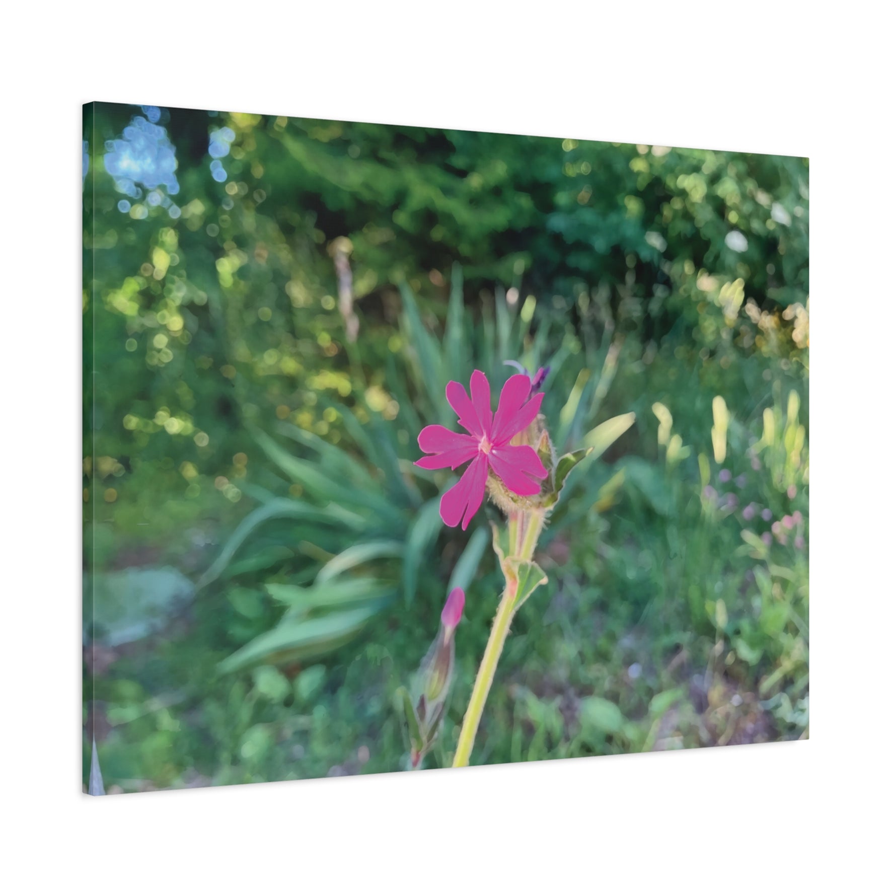 Stretched Matte Canvas - Flower of Silene Dioica (Variant 2)