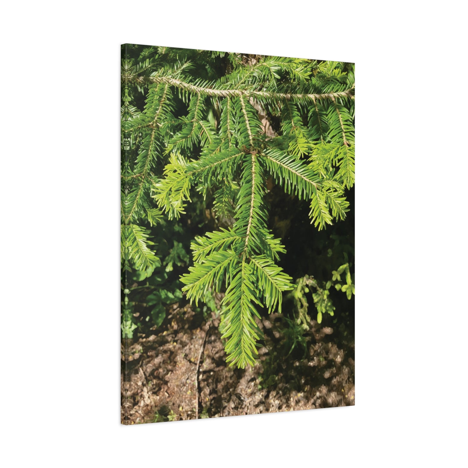 Stretched Matte Canvas - Abies Alba Tree Branches