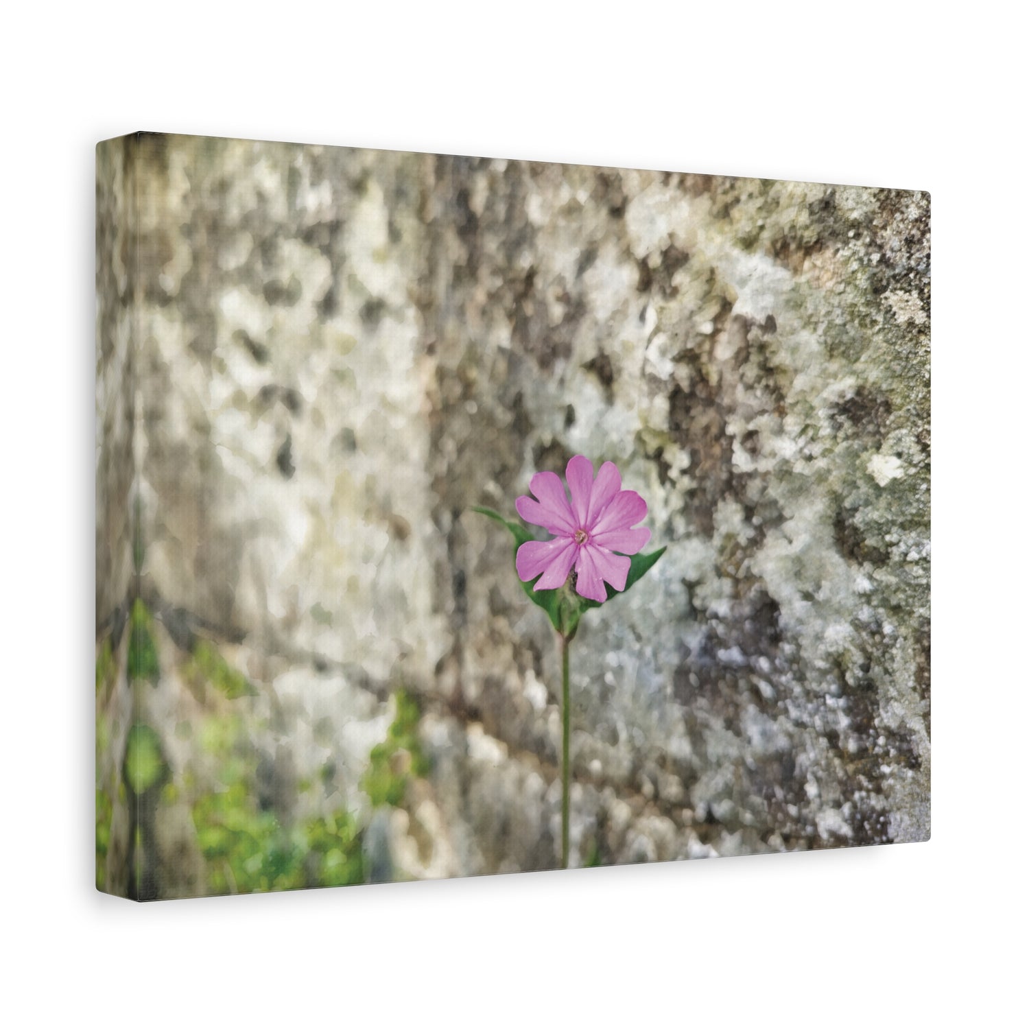 Stretched Matte Canvas - Flower of Silene Dioica (Variant 1)