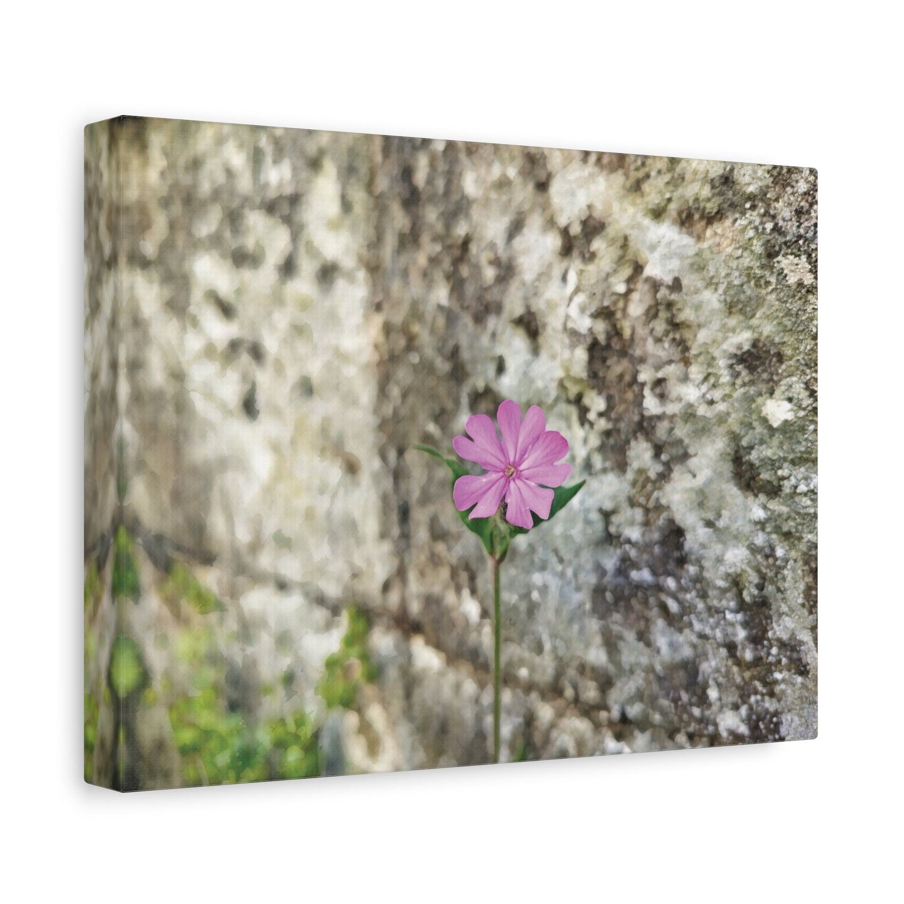 Stretched Matte Canvas - Flower of Silene Dioica (Variant 1)