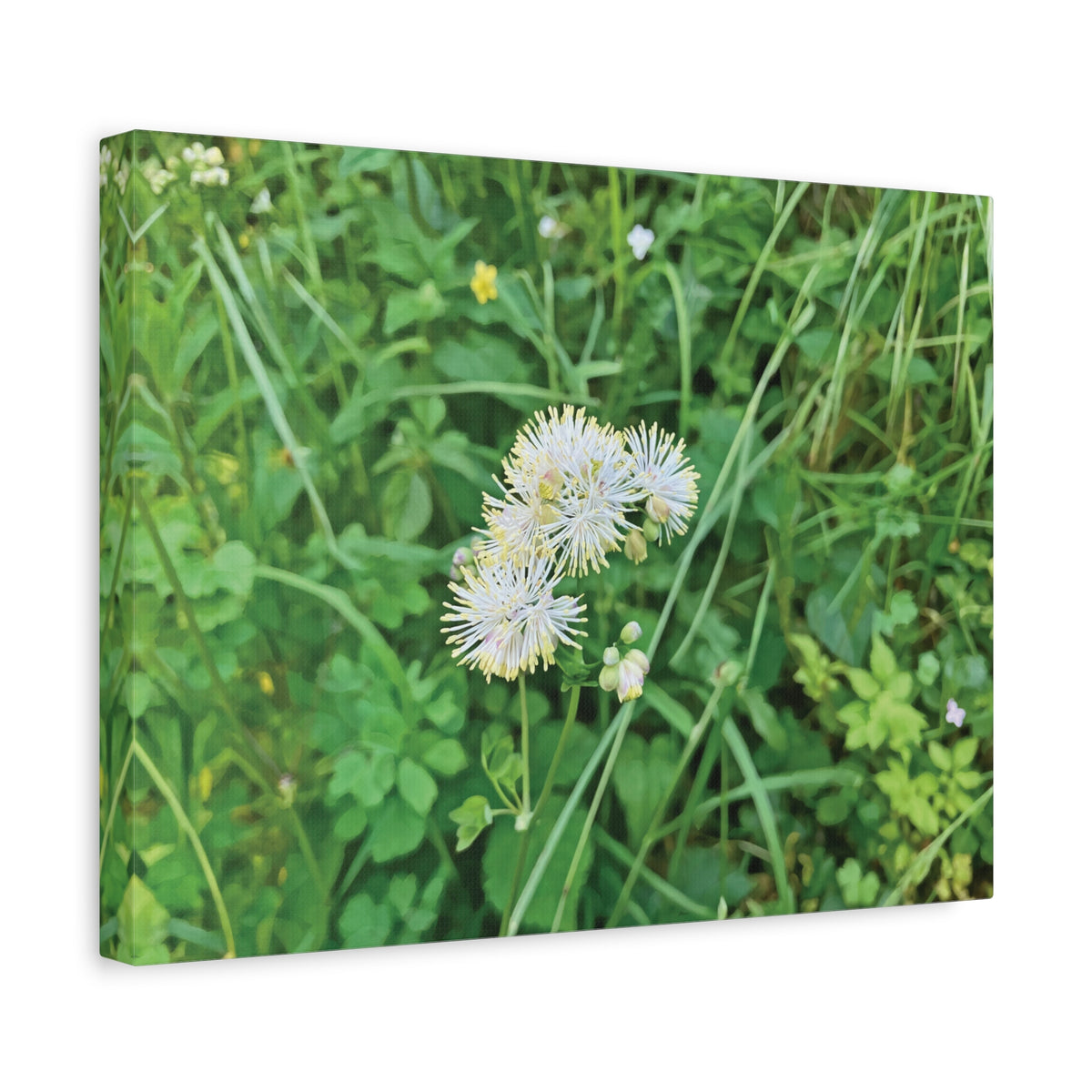Stretched Matte Canvas - Flower of Thalictrum Aquilegiifolium