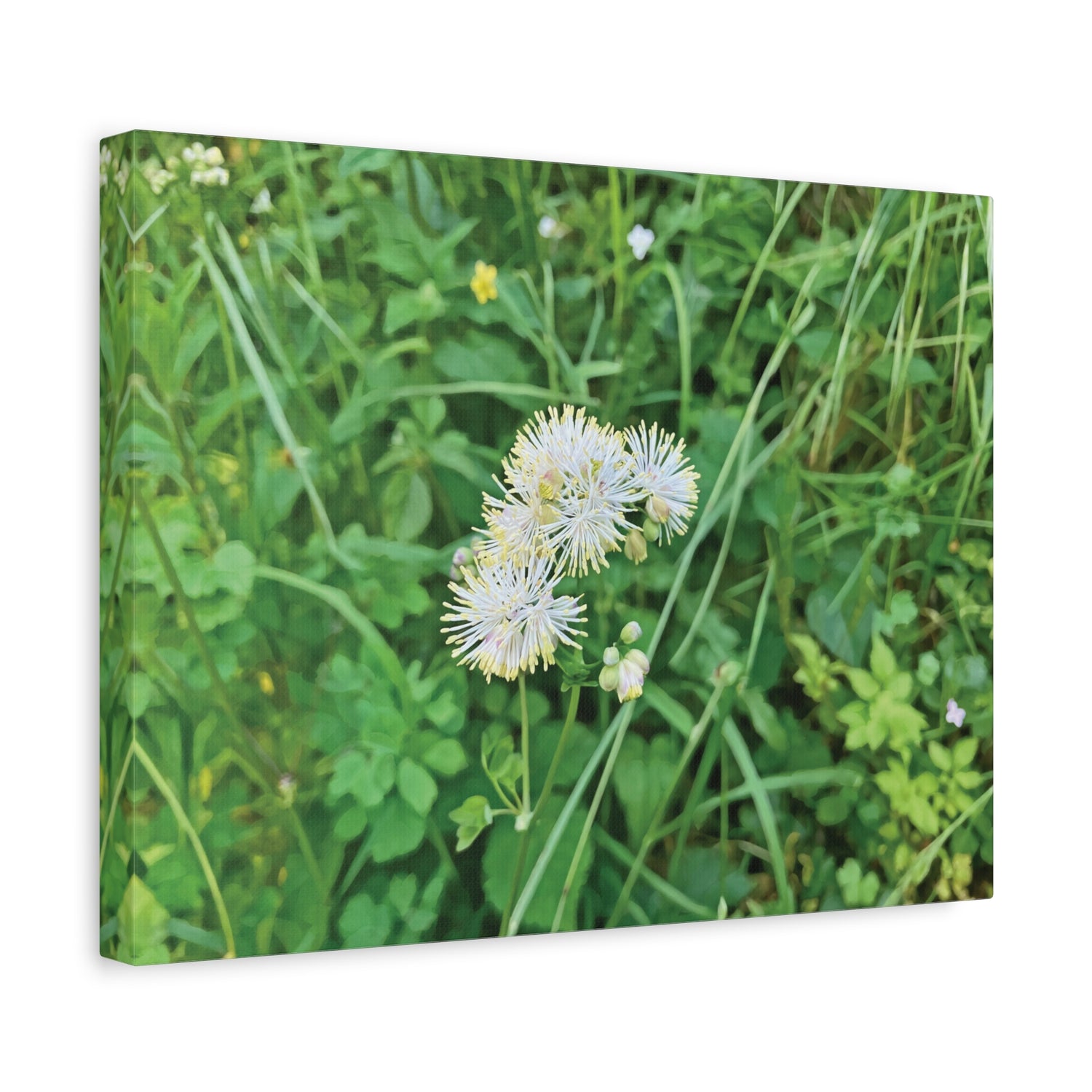 Stretched Matte Canvas - Flower of Thalictrum Aquilegiifolium