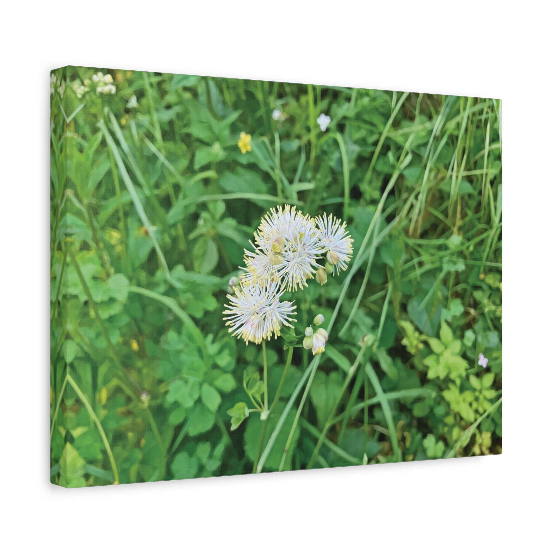 Stretched Matte Canvas - Flower of Thalictrum Aquilegiifolium