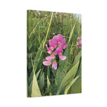 Stretched Matte Canvas - Flower of Lathyrus